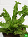 asplenium nidus crissie fern - plant