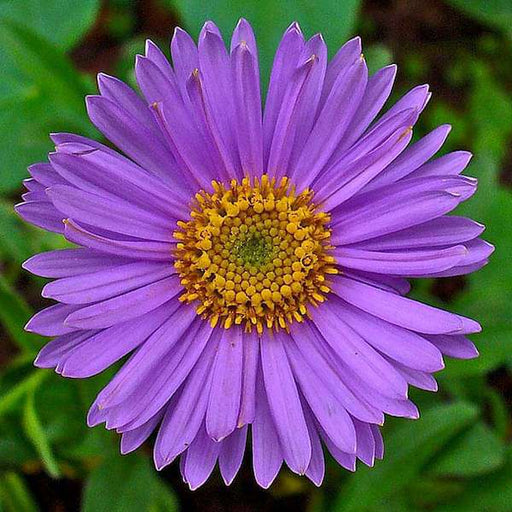 aster (any color) - plant