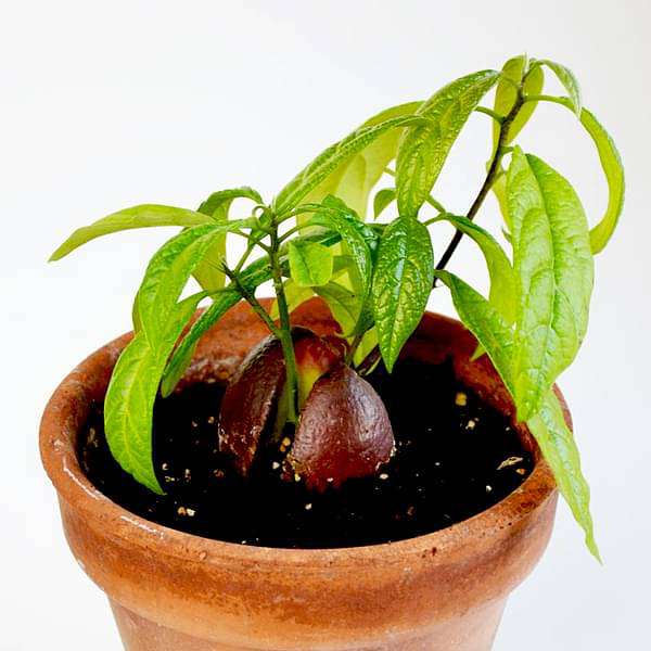 Buy Avocado, Butter Fruit, Makhanphal ( Grown through seeds ) - Plant  online from Nurserylive at lowest price.