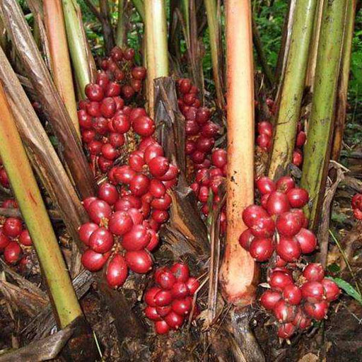 elaichi plant in pot Buy Badi Elaichi, Black Cardamom