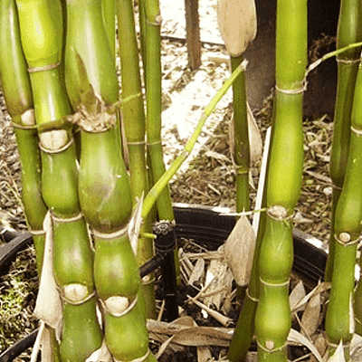 bambusa ventricosa - plant