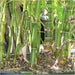 bambusa ventricosa - plant