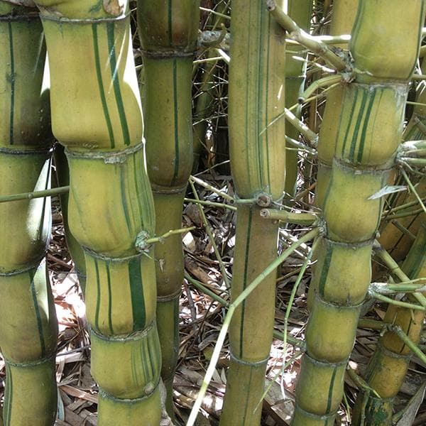 bambusa ventricosa kimmei - plant