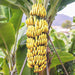 banana - plant