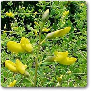 baptisia tinctoria - plant