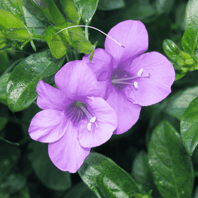 barleria (purple) - plant