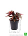angel wing begonia (any color) - plant