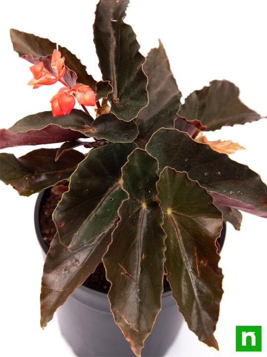 angel wing begonia (any color) - plant