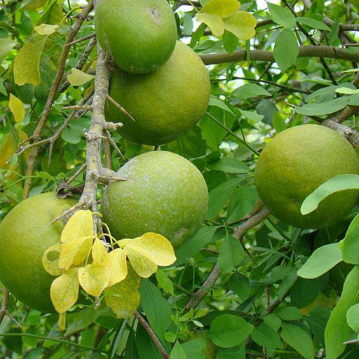 bilva plant in pot Buy Bel Tree, Bilva Patra, Bel Patra ( Grown through seeds )