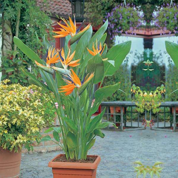 Buy Bird of Paradise - Plant online from Nurserylive at lowest price.