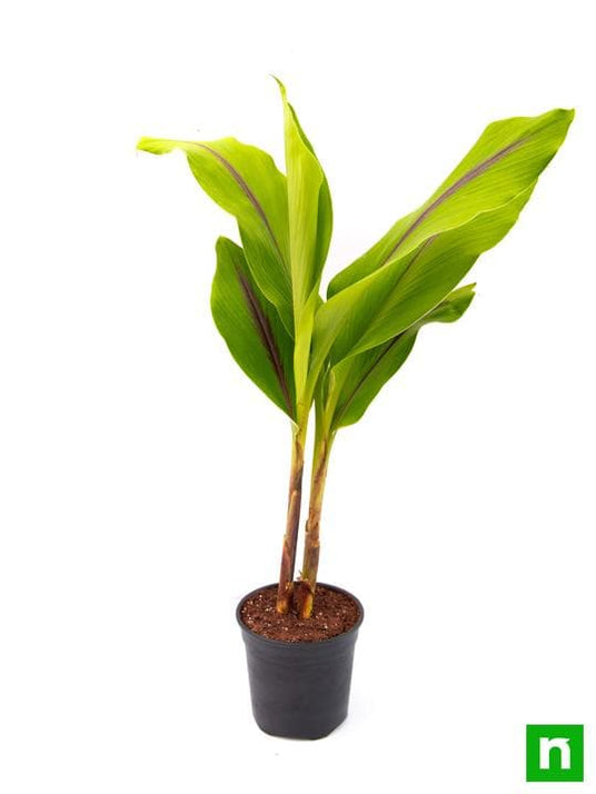 Buy Black Turmeric Plant, Black Haldi Plant online from Nurserylive at lowest price.