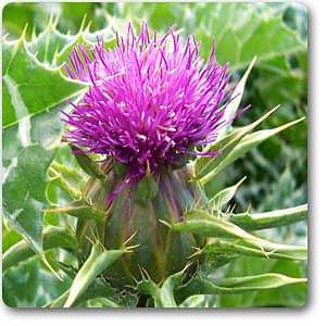 blessed thistle - plant