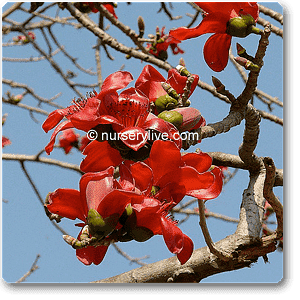 Samel Tree Buy Red samel, Bombax malabaricum - Plant online from Nurserylive at ...