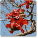 red samel - plant