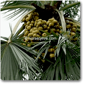 borassus flabellifer - plant