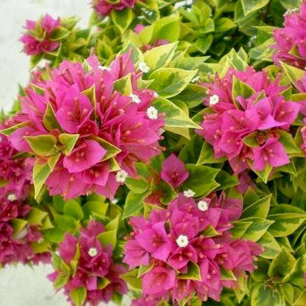 bougainvillea variegated (pink) - plant