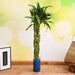 braided arrangement lucky bamboo in a glass vase with pebbles - plant