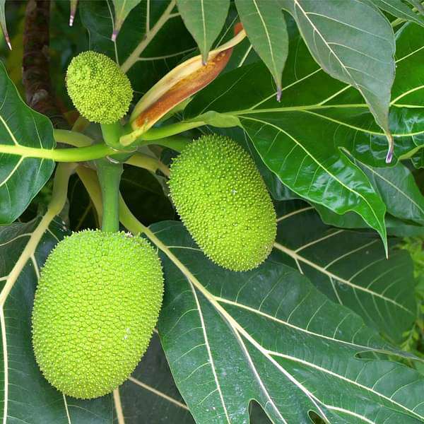 breadfruit - plant