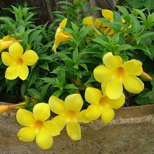 bush allamanda (yellow) plant 