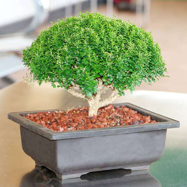 bonsai tree cost in india Buy Buxus Bonsai