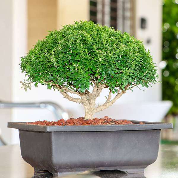 buxus bonsai - plant