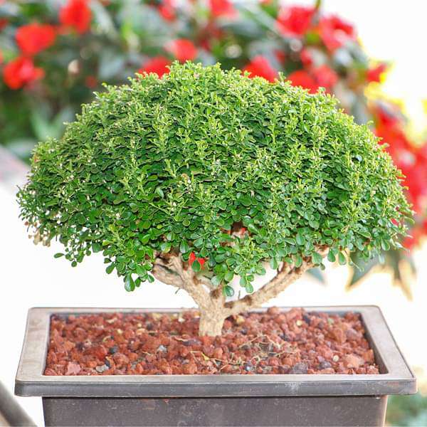buxus bonsai tree Buy Buxus Bonsai