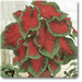 caladium hortulanum - plant