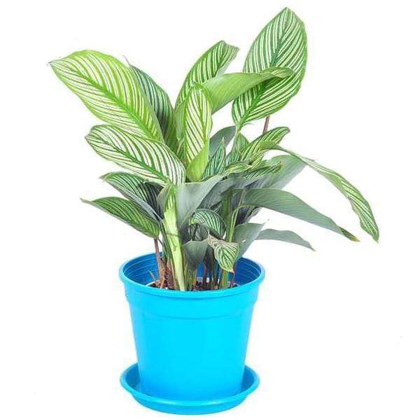 calathea musaica network Calathea Musaica 4