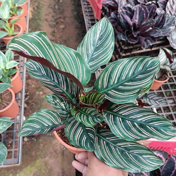 house plant pink stripes Buy Calathea ornata pinstripe, Calathea ornata (Pink stripes)