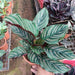 calathea ornata pinstripe - plant