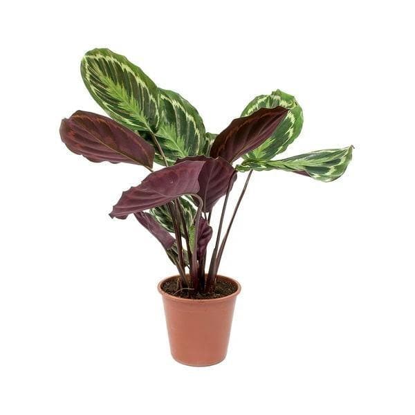 Buy Calathea roseopicta medallion, Calathea marion