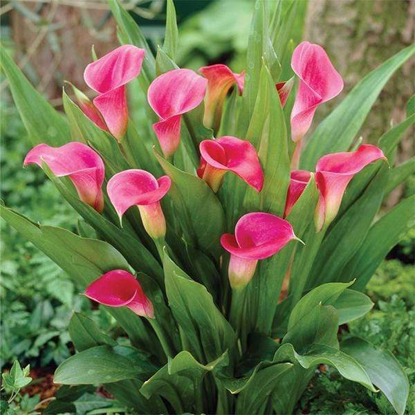 calla lily (pink) - plant