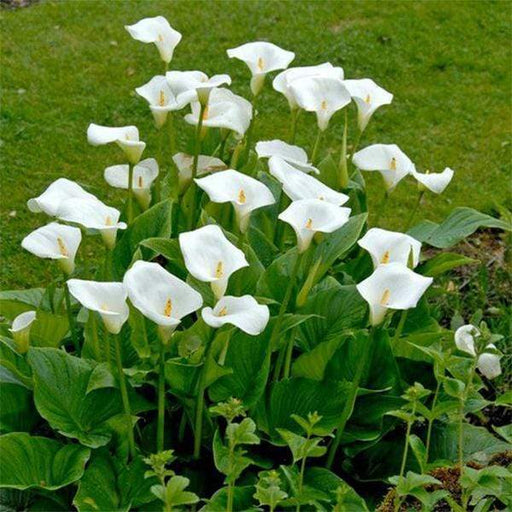 calla lily (white) - plant