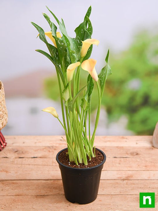 calla lily (yellow) - plant