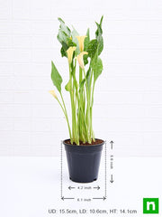 calla lily (any color) - plant