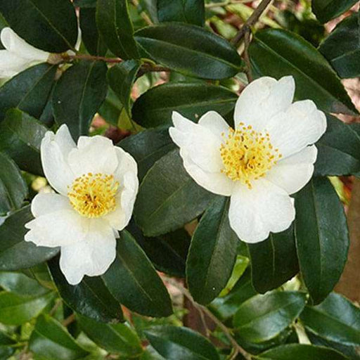 camellia sinensis - plant