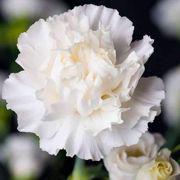 carnation (white) - plant
