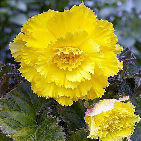 carnation (yellow) - plant