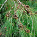 casuarina equisetifolia - plant