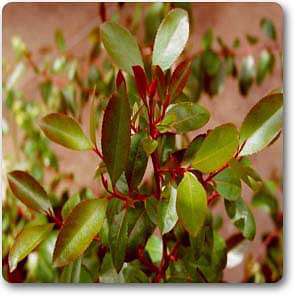 Buy Catha edulis