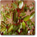 catha edulis - plant