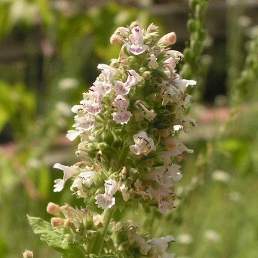 Buy catnip plant online (live plant, dried catnip, fresh catnip, catnip plant, catnip plant online) Buy catnip plant online