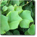 chasmanthera dependens - plant