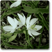 chlorophytum borivilianum - plant