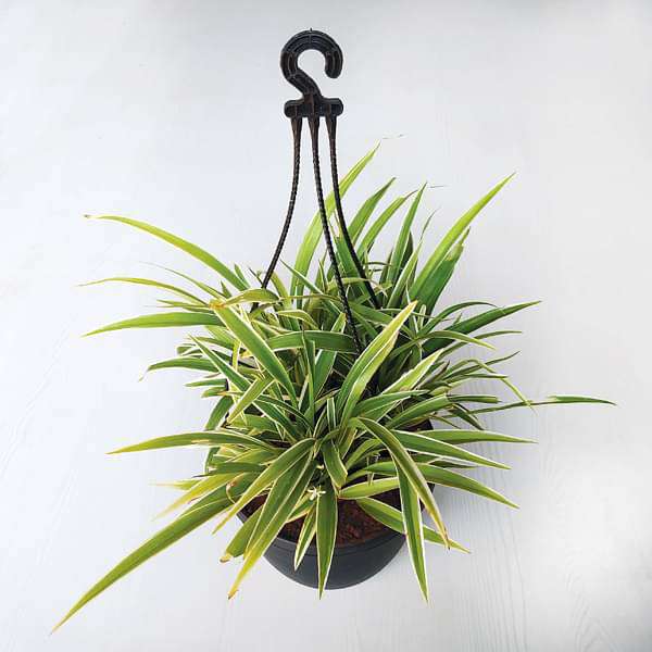 airplane plant hanging basket Buy Chlorophytum, Spider Plant (Hanging Basket)
