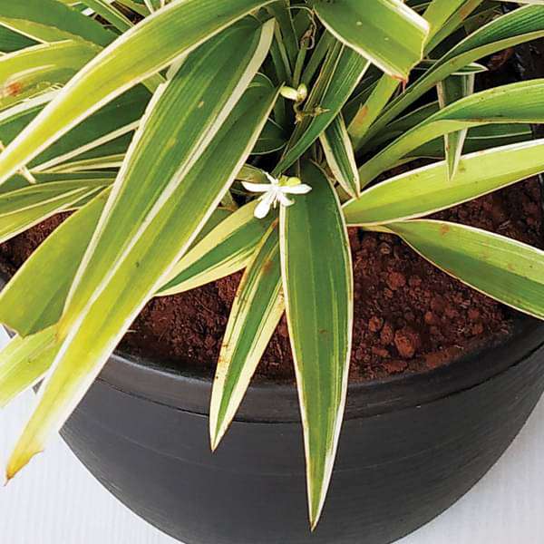 spider plant price in india Buy Chlorophytum, Spider Plant (Hanging Basket)