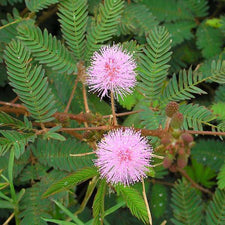 Buy Chuimui, Touch me not Plant, Mimosa pudica - Plant online from ...