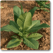 cigarette - plant
