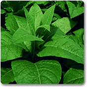 cigarette - plant