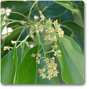 kapoor plant seeds Buy Cinnamomum camphora, Kapur